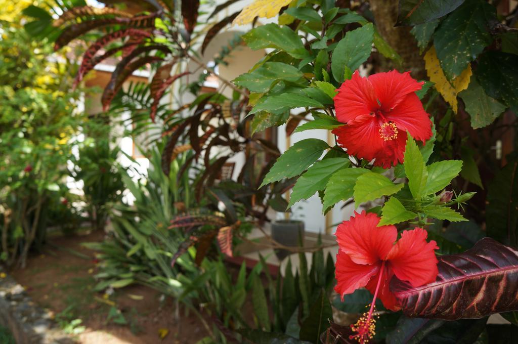 Tandem Guesthouse Hikkaduwa Luaran gambar